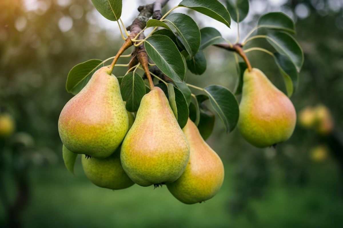 Pere, frutta contaminata