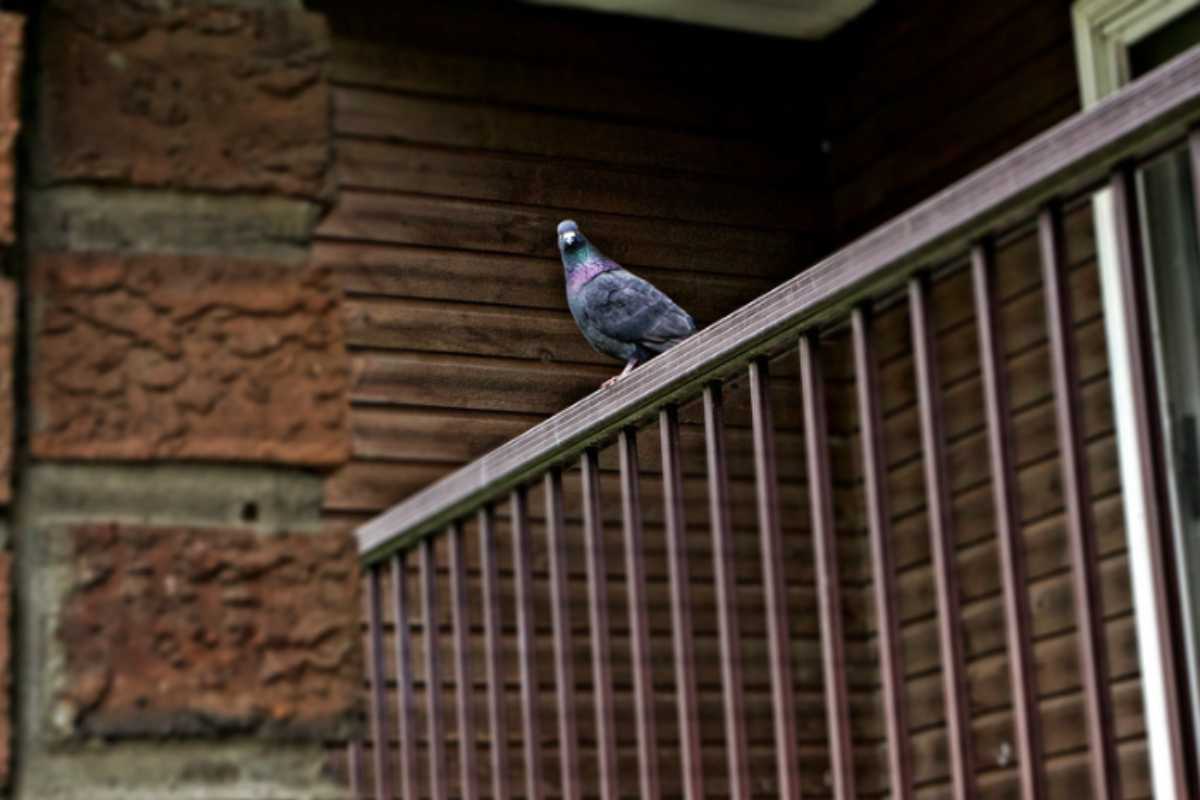 L’adozione di questi rimedi naturali rappresenta una soluzione rapida e non invasiva: bastano 10 secondi per posizionare in modo strategico
