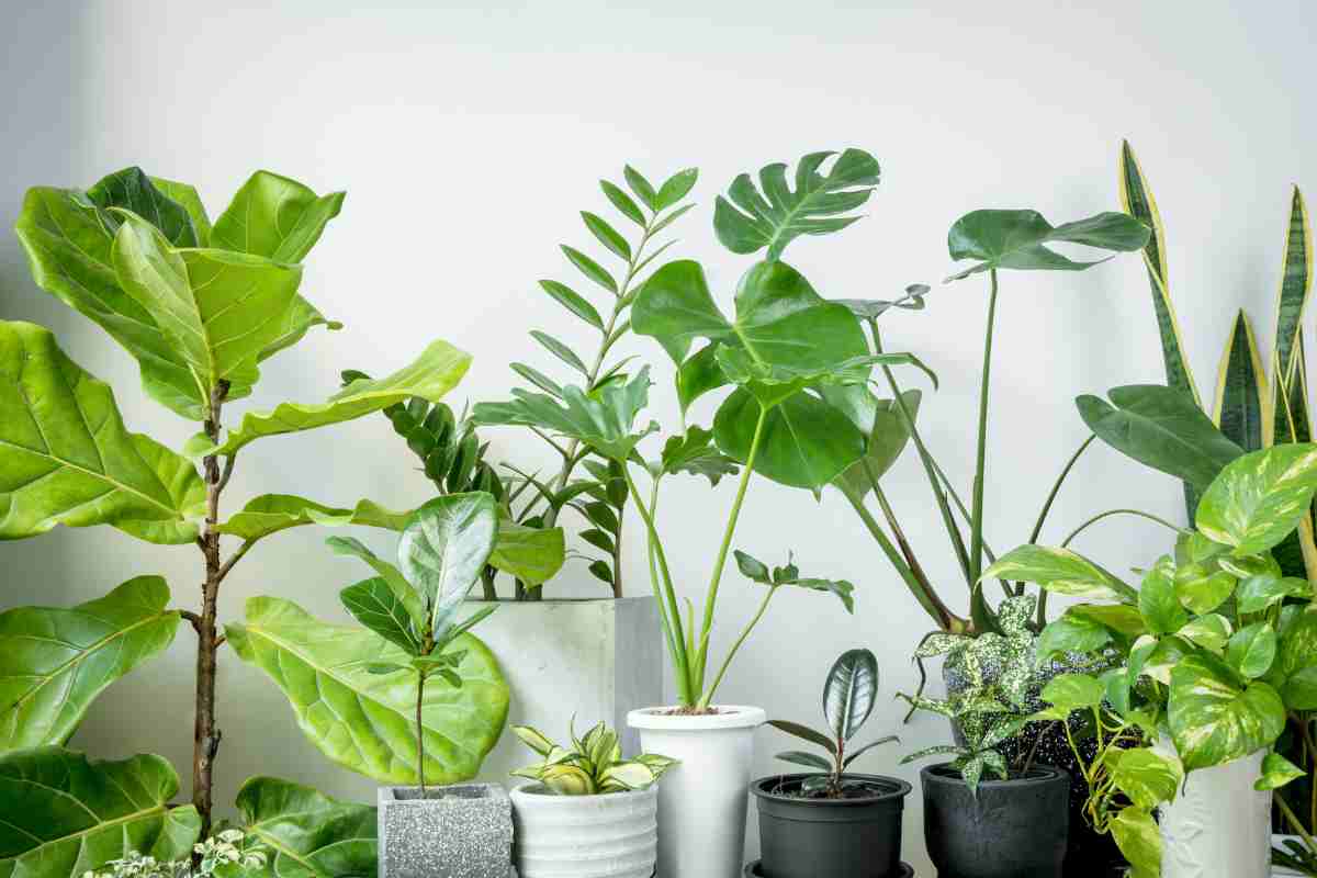 Piante sane per tutto l'inverno in casa